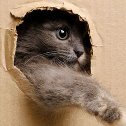 Small gray kitten stuck its muzzle and paws out window cut out in cardboard