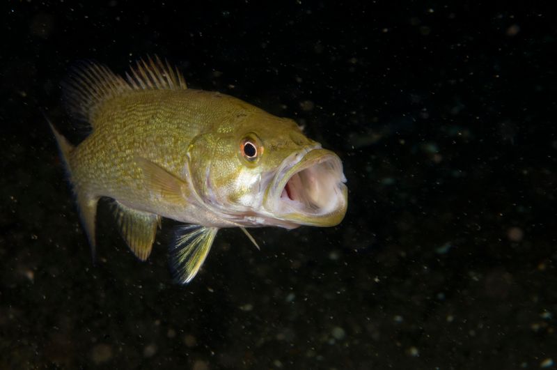 Smallmouth bass underwater with mouth wide open