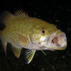 Smallmouth bass underwater with mouth wide open