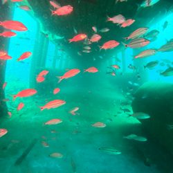 An old train carriage sunk off the Atlantic Coast filled with fish and marine life.