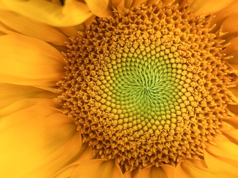 Close-up of sunflower.