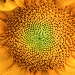 Close-up of sunflower.