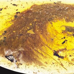 The tip of a feathered dinosaur tail preserved in 99-million-year-old amber