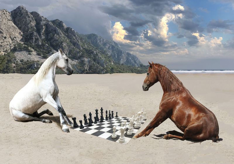 Two horses playing chess on a beach