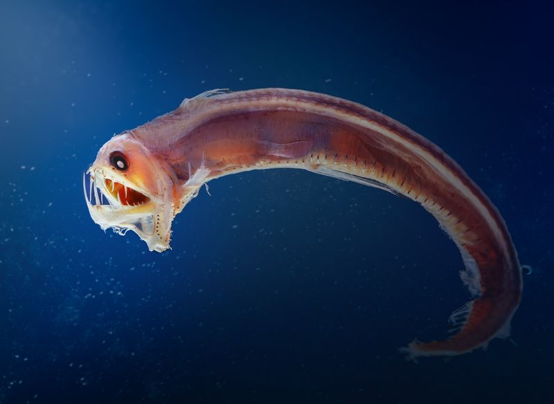 Sloane's viperfish (Chauliodus sloani)