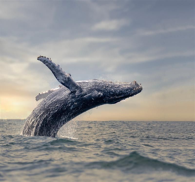 The photo shows a humpback whale breaching the water. The animal is upside down as it starts to drop again. It's form is set against a pastel colored sunset. 