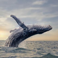 The photo shows a humpback whale breaching the water. The animal is upside down as it starts to drop again. It's form is set against a pastel colored sunset. 