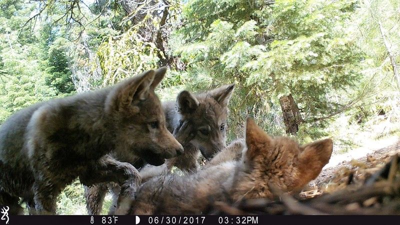 Wolf pups in California from the Lassen pack's 2017 litter. 