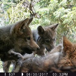 Wolf pups in California from the Lassen pack's 2017 litter. 