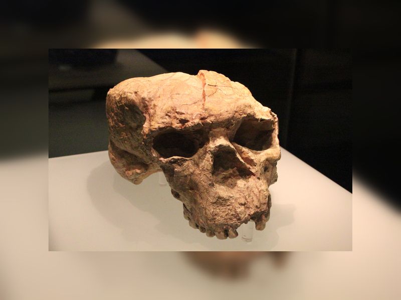 The Yunxian Man Cranium II on display at the Hubei Provincial Museum in Wuhan, China.