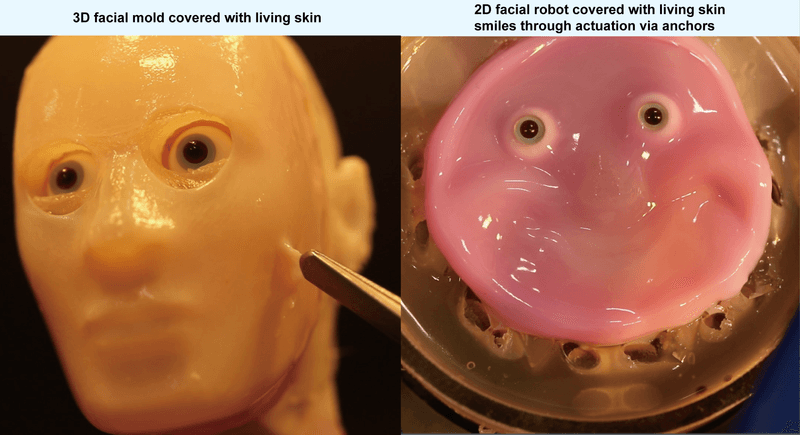 On the left, a 3D robot face covered with human skin tissue; on the right a pink, 2D face with large eyes