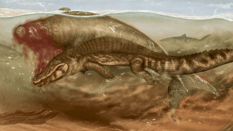 a sea cow being predated on by crocodilian and shark