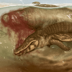 a sea cow being predated on by crocodilian and shark