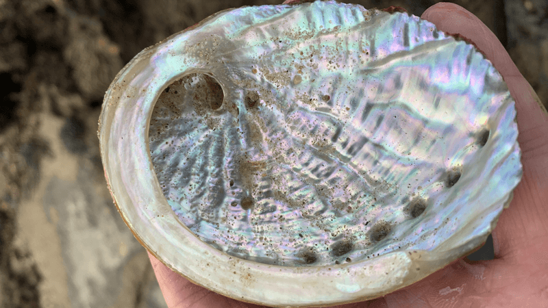 an abalone shell found on the beach with iridescent interior