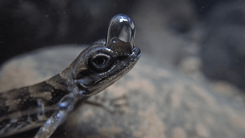 an anole underwater wearing a bubble on its face it uses to breathe underwater