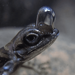 an anole underwater wearing a bubble on its face it uses to breathe underwater