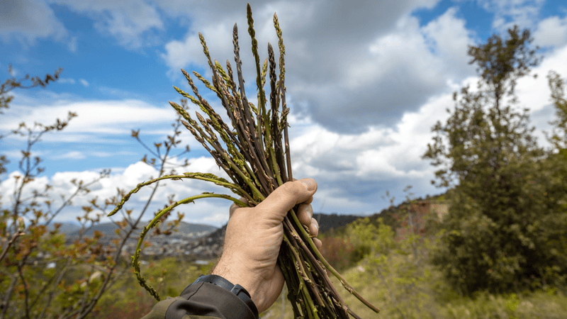 a person holding a handful of asparagus up to the sky