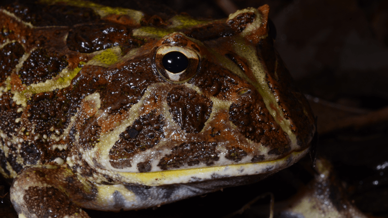 a close up of a horned frog it has brown patches on its skin and its eyes stick out