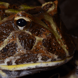 a close up of a horned frog it has brown patches on its skin and its eyes stick out