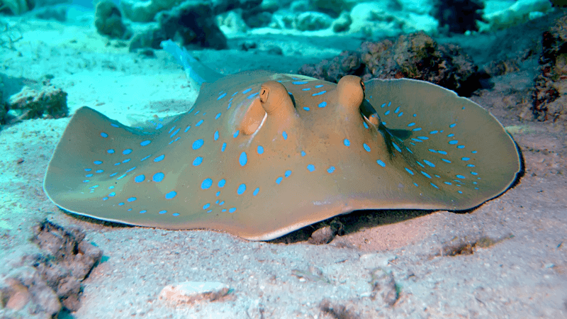 a ribbontail ray on the seabed with very blue spots on its grey skin