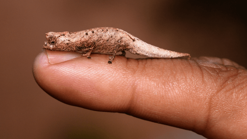 a very small chameleon the color of fallen leaves resting on a human finger