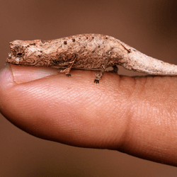 a very small chameleon the color of fallen leaves resting on a human finger