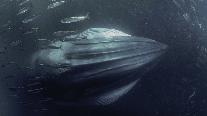 a bryde's whale surrounded by sardines