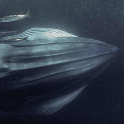 a bryde's whale surrounded by sardines