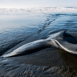 a whale carcass on the beach