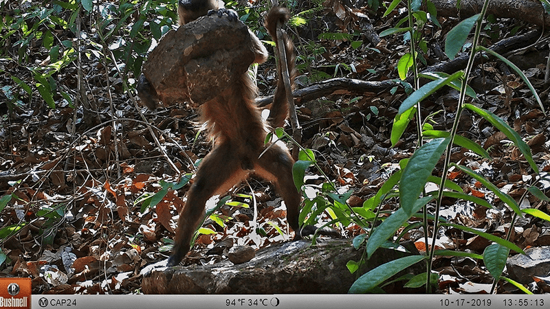 Capuchin monkey lifts a big rock high above a palm nut in the jungle