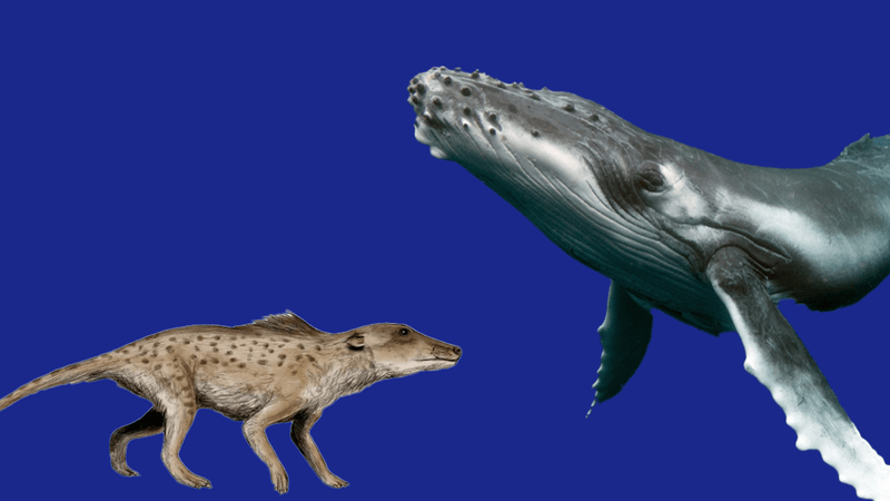 Pakicetus inachus and humpback whale