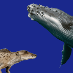 Pakicetus inachus and humpback whale