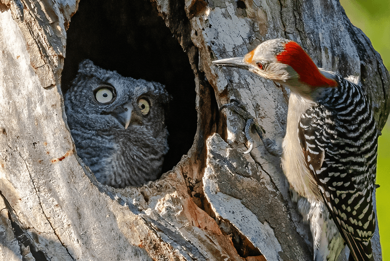 A Red-bellied Woodpecker investigates a Screech Owl nest in Cuyahoga Valley National Park, Ohio.  