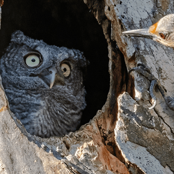 A Red-bellied Woodpecker investigates a Screech Owl nest in Cuyahoga Valley National Park, Ohio.  