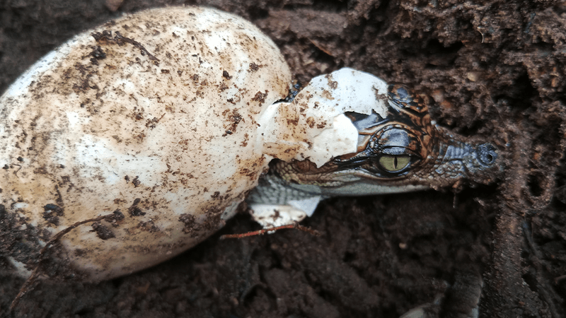 A broken shell reveals the head of a tiny Siamese crocodile with green eyes