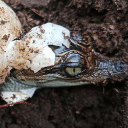 A broken shell reveals the head of a tiny Siamese crocodile with green eyes