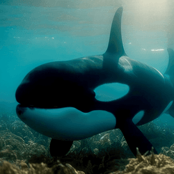 two orcas in shallow waters swimming above coral