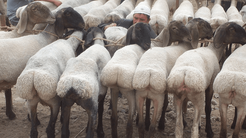 fat tailed sheep in a row