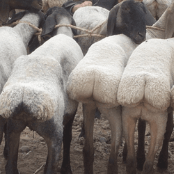 fat tailed sheep in a row