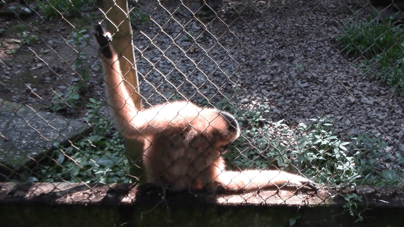 a gibbon dancing