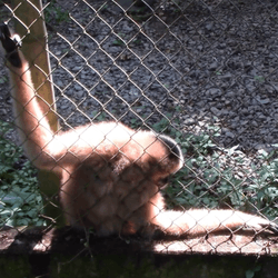 a gibbon dancing