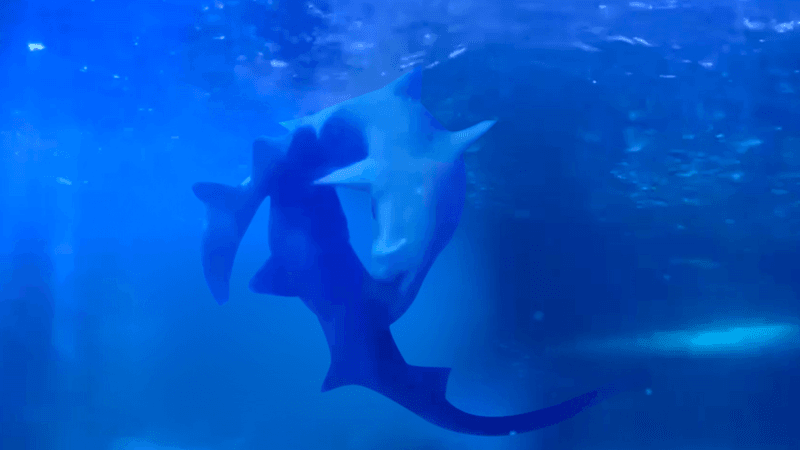 two grey nurse sharks mating