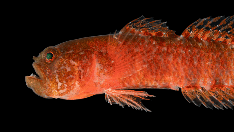 a grumpy dwarfgoby about the size of a grape that's red in color