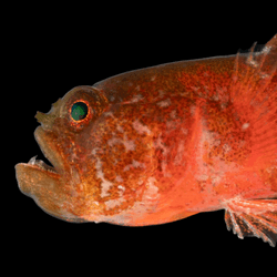 a grumpy dwarfgoby about the size of a grape that's red in color