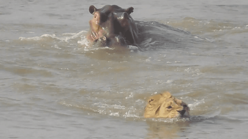 A hippo's head is at the top of the image while a lion's head is at the bottom. The lion is submerged to its neck swimming away from the hippo in murky water.