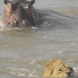 A hippo's head is at the top of the image while a lion's head is at the bottom. The lion is submerged to its neck swimming away from the hippo in murky water.