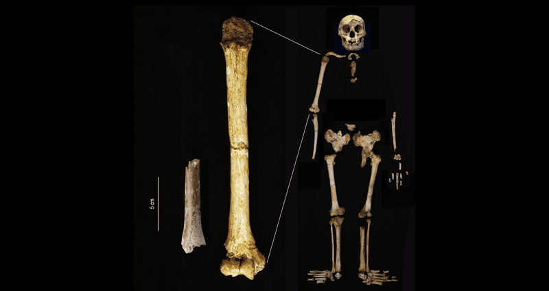 The Hobbit humerus fragment (left) from Mata Menge next to one from Liang Bua to scale, and the full collection of bones from the most complete Liang Bua Hobbit.