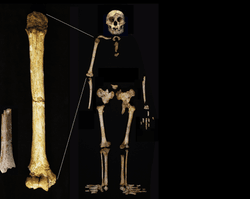 The Hobbit humerus fragment (left) from Mata Menge next to one from Liang Bua to scale, and the full collection of bones from the most complete Liang Bua Hobbit.