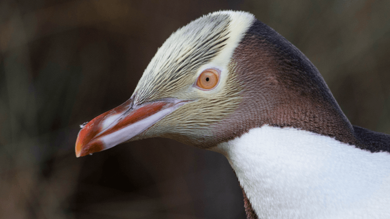 a hoiho penguin with strange yellow eyes