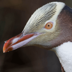 a hoiho penguin with strange yellow eyes